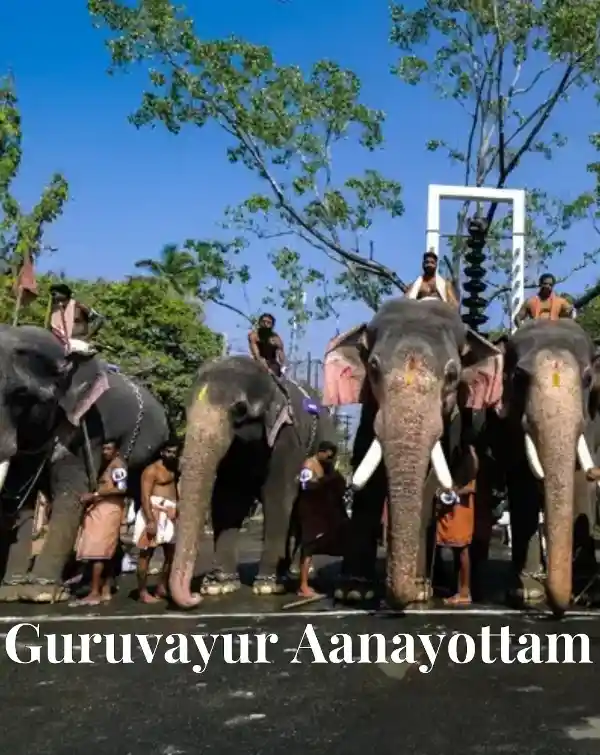 mibile image for Guruvayur Aanayottam