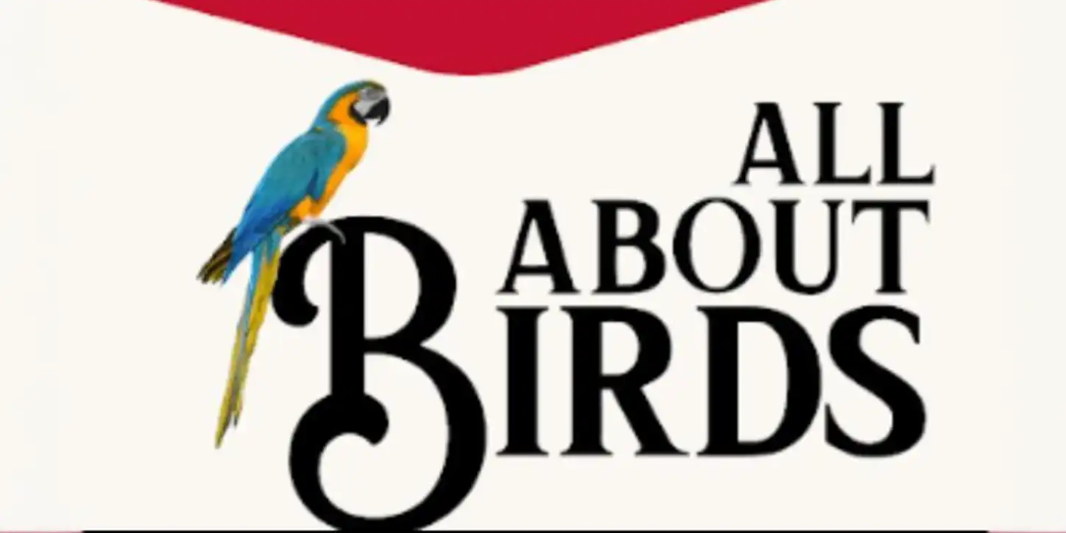 All About Birds - Kochi