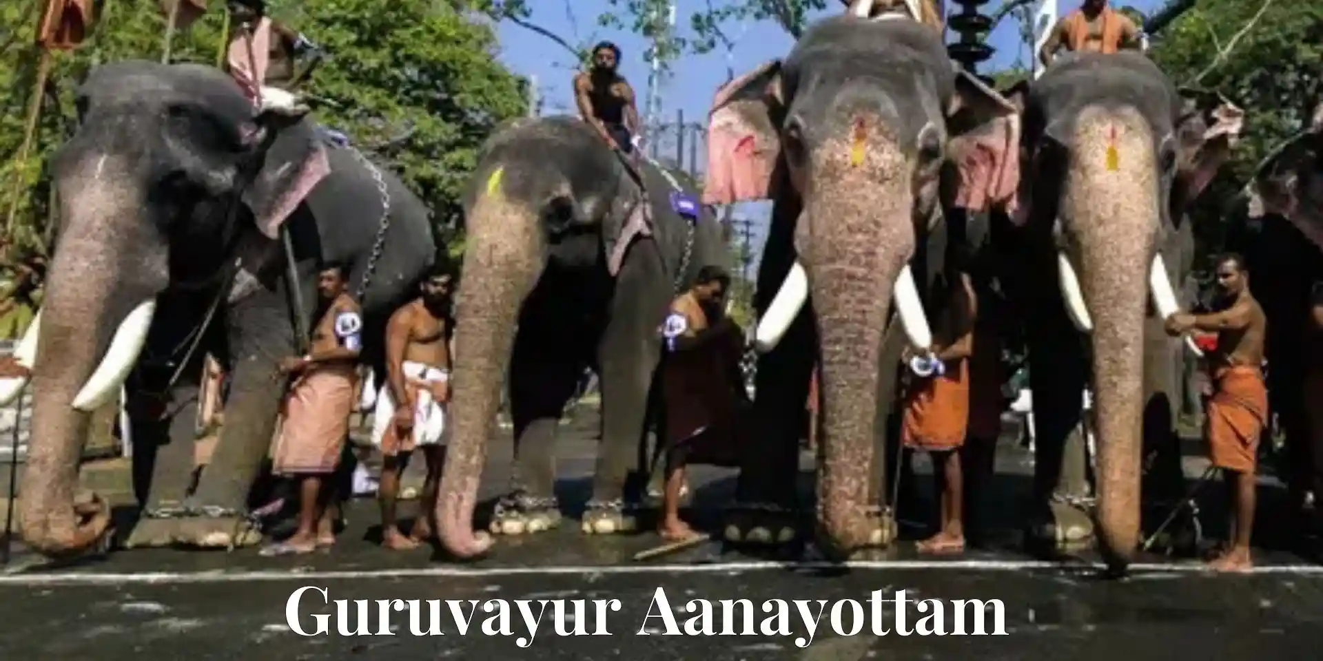 desktop image for Guruvayur Aanayottam